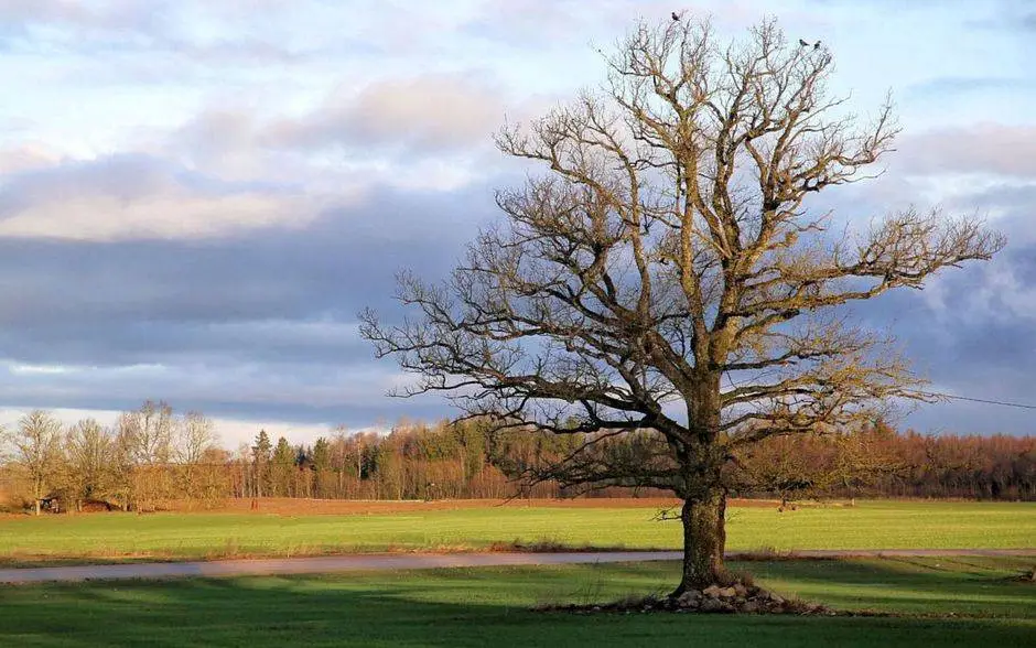 A solitary oak tree in a lush green field under a cloudy spring sky.