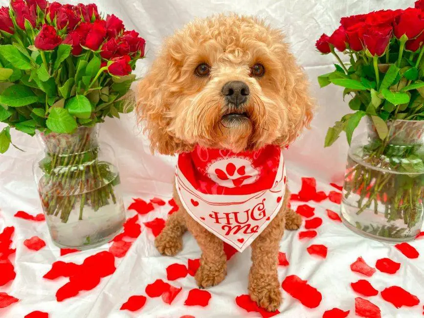 Cute dog with a 'Hug Me' scarf surrounded by vibrant red roses in vases, perfect for Valentine's theme.